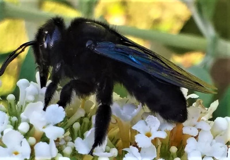 Xylocopa? Quale?... Xylocopa sp.